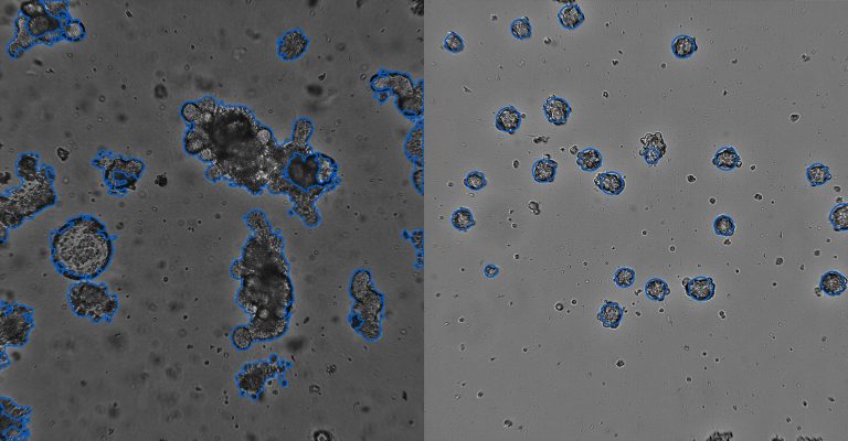 New Corning Solution Streamlines 3D Cell Culture Analysis