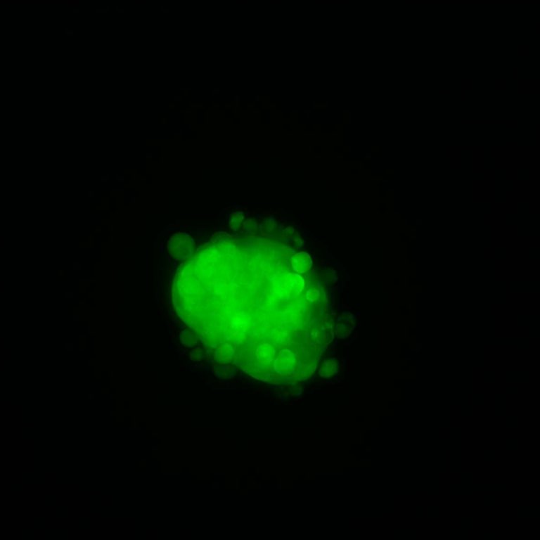 Green spheroid