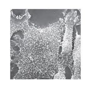 Mycoplasma Contamination