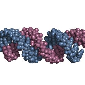 Transfection