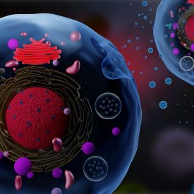 Cells secreting exosomes