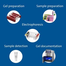 Electrophoresis