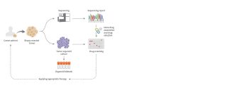 Drug Discovery Using 3D Organoid Culture