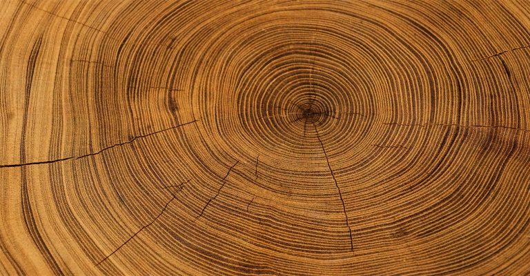 Tree rings