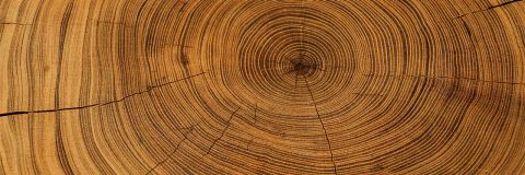 Tree rings